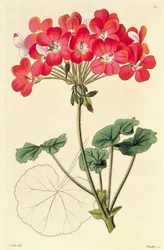 Pelargonium da `Neu Arten von Pelargonium